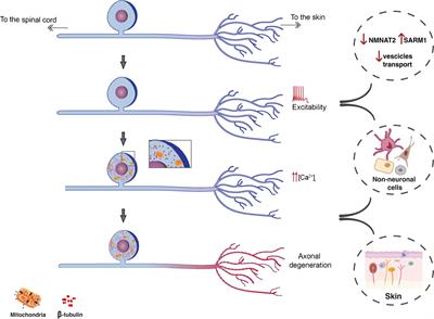 Peripheral mechanisms of peripheral neuropathic pain